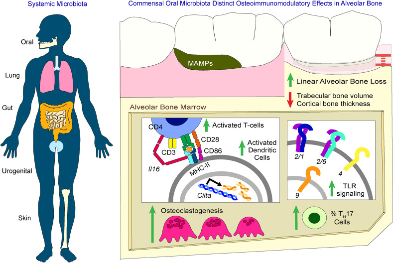 graphic file with name jciinsight-7-140738-g168.jpg