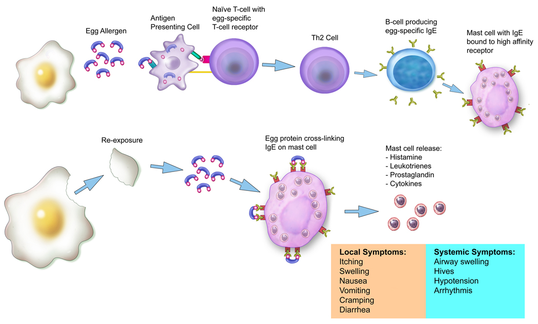 graphic file with name nihms291018f1.jpg