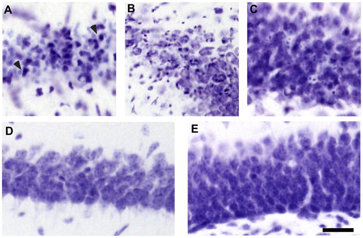 Fig 5