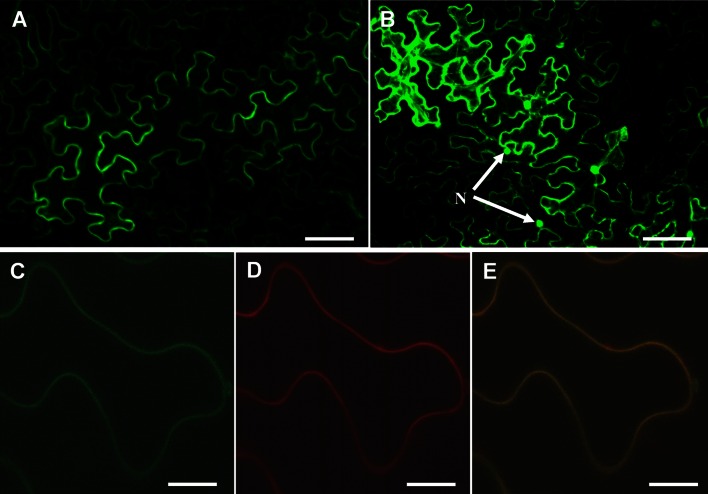 Fig. 7