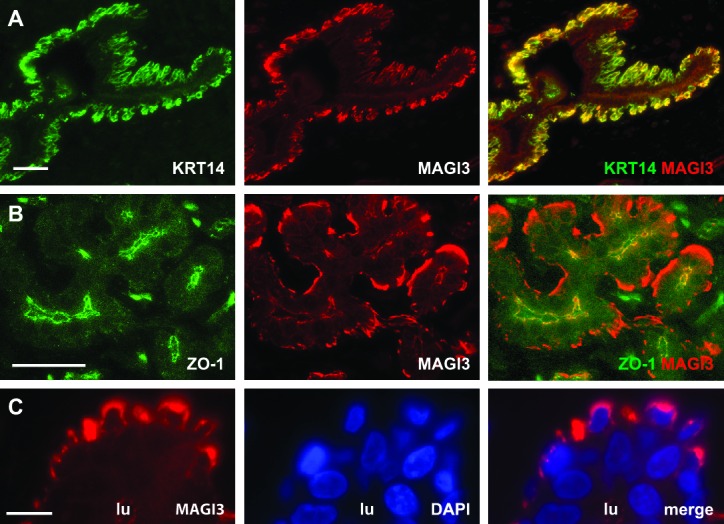 Figure 4—figure supplement 1.