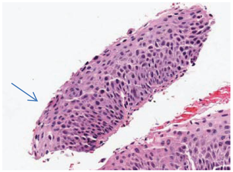 Fig. 20: