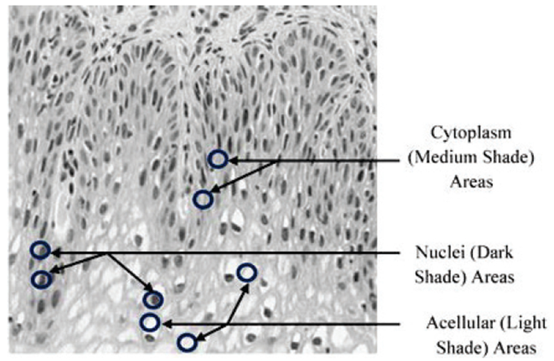 Fig. 6: