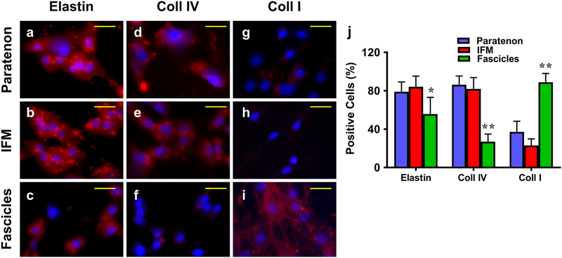 Fig. 12