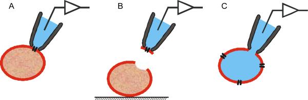 Fig. 2