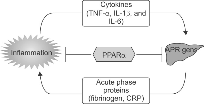 Fig. 20