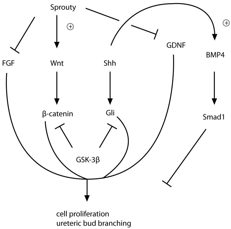 Cell and molecular biology of kidney development - PMC