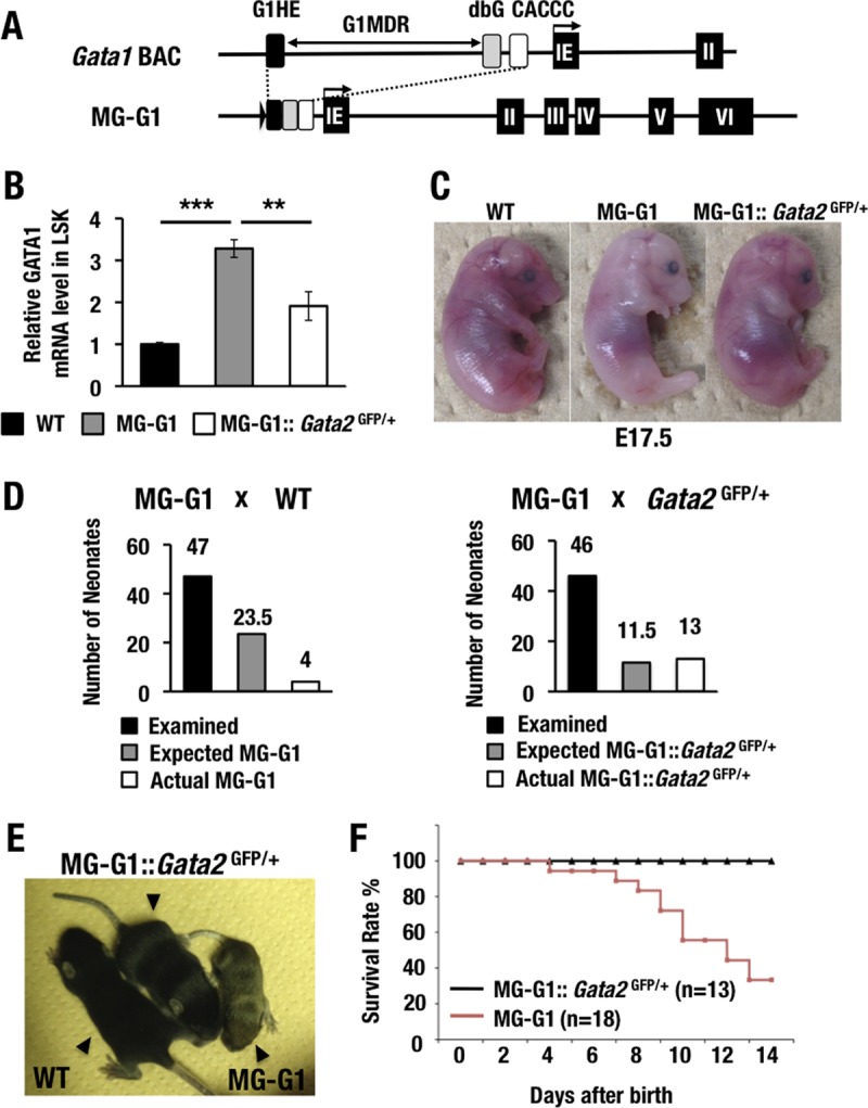 FIG 1