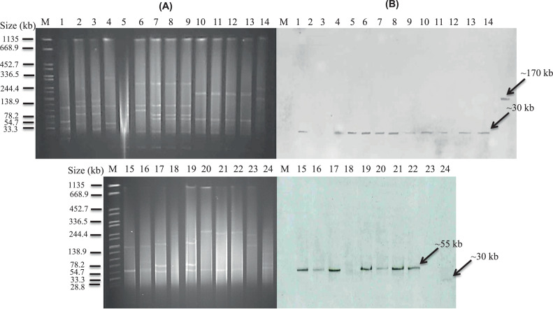 Fig 3