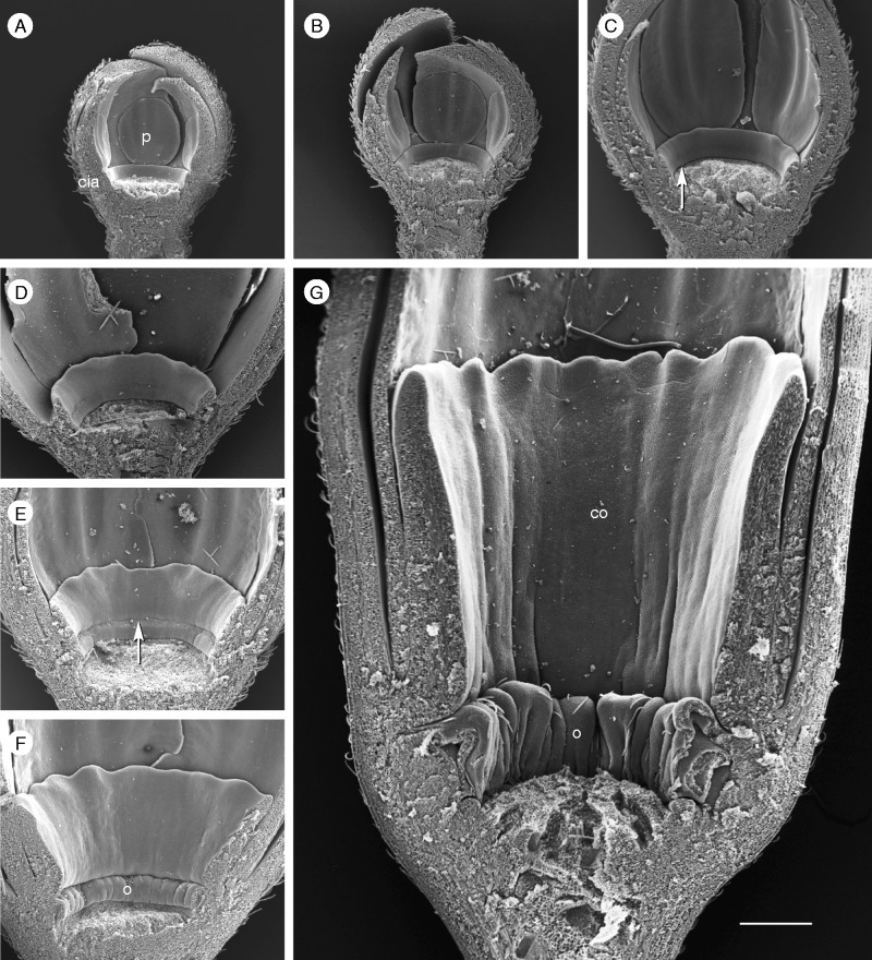 Fig. 10.