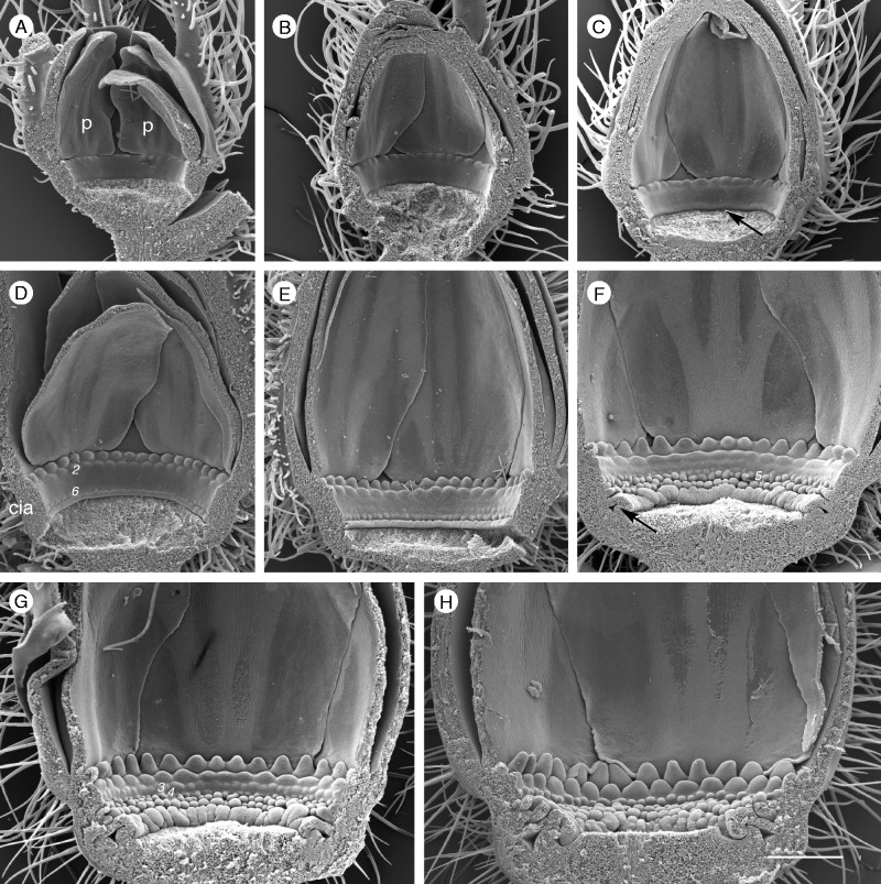 Fig. 8.