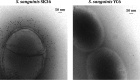 FIG 6