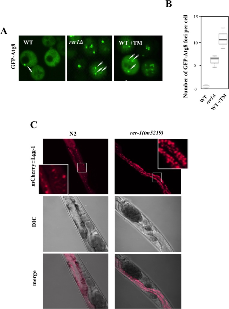 Fig 5