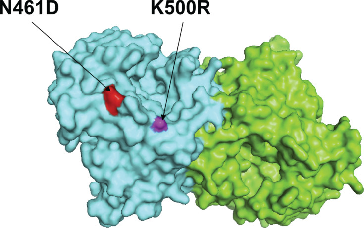 3D protein structure depicts surface mapping with two highlighted mutations indicating specific locations of interest within the protein complex. Domain structures are color-coded.