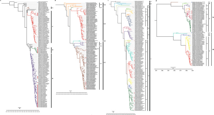 Bayesian phylogenetic tree of HPIV1 based on HN CDS sequences, with prototype strains (blue triangles), study strains (red circles), and Chinese strains (red stars).