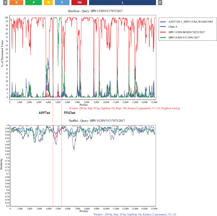 Two plots compare the HPIV1/CHN/YC/17073/2017 sequence with references: a BootScan depicting permuted tree percentages and a SimPlot displaying genome similarity across positions.