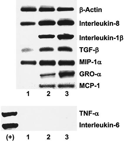 FIG. 5.