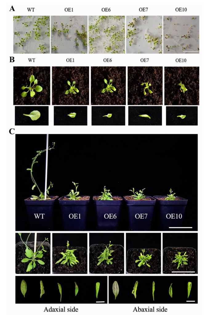 Figure 6