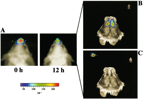 FIG. 1.