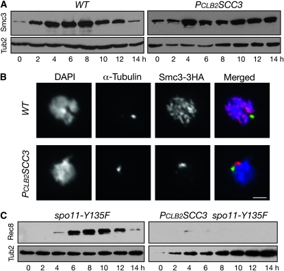 Figure 3.—