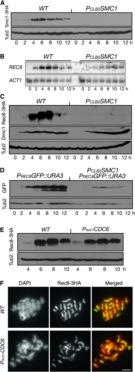 Figure 7.—