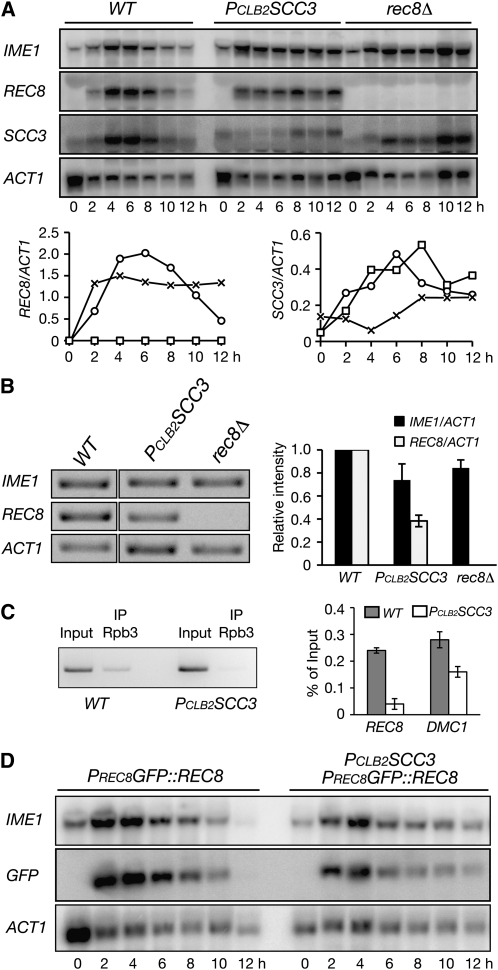 Figure 4.—