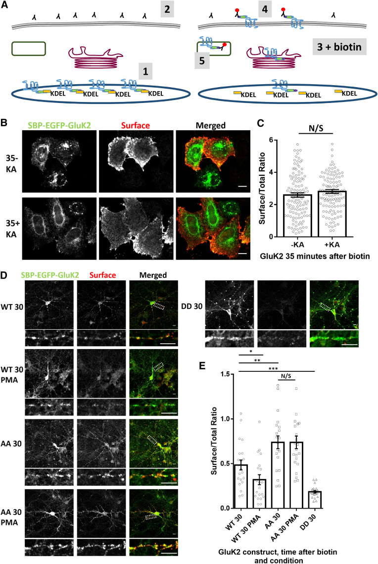 Figure 4