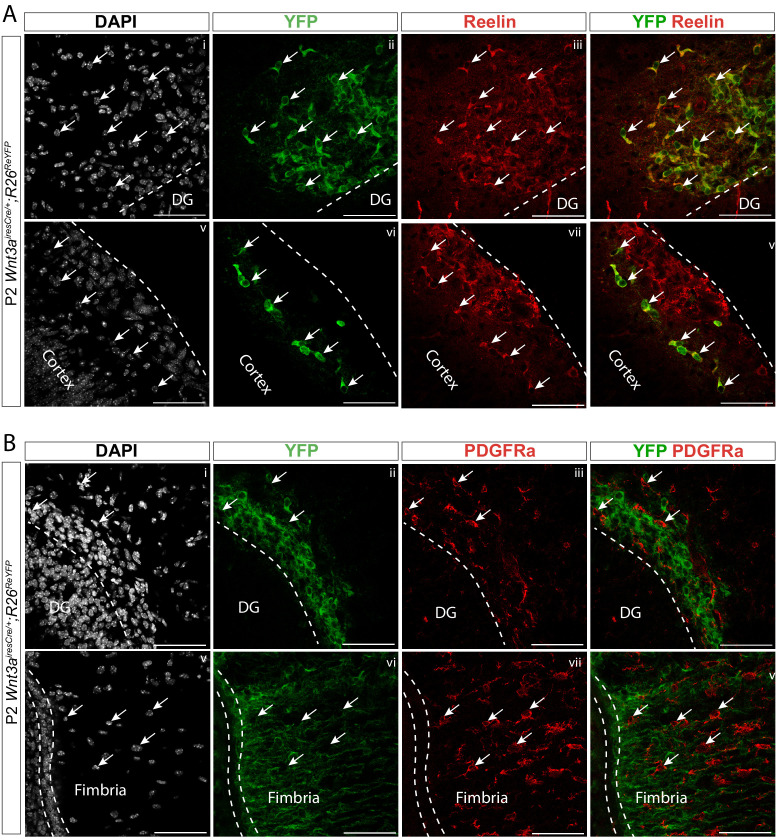 Figure 6—figure supplement 1.