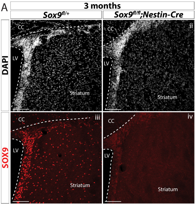 Figure 1—figure supplement 4.