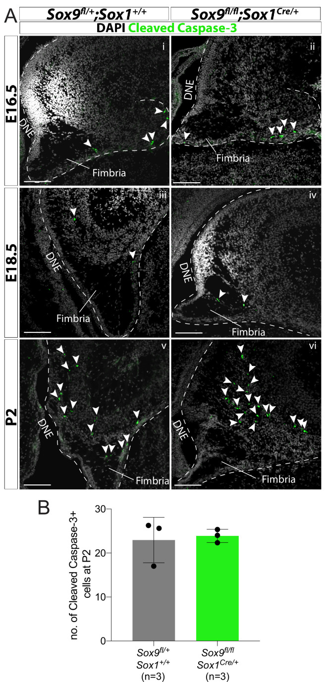 Figure 2—figure supplement 2.