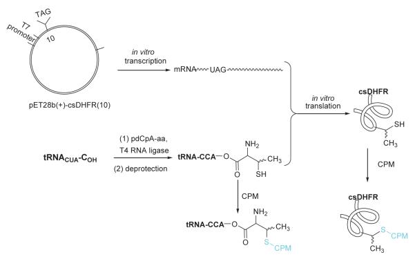 Scheme 5