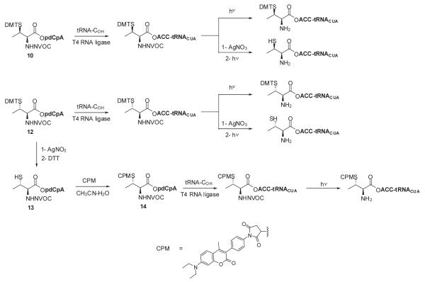 Scheme 4