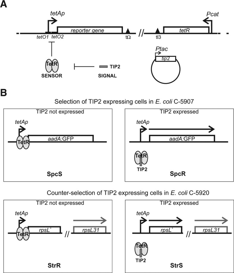 FIGURE 1.