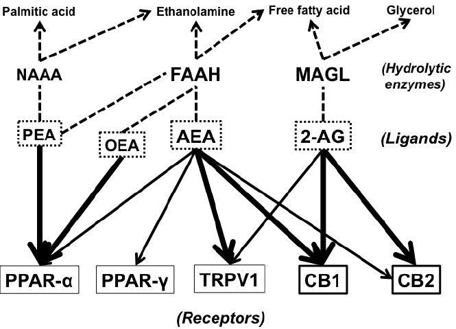 Fig. (1)