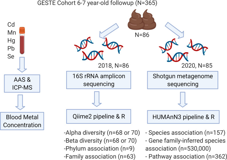 Figure 1 is a set of two graphic representations titled GESTation and Environment cohort 6-7 year old follow-up (uppercase n equals 365). The first graphic representation shows blood Cadmium, Manganese, Mercury, Lead, and Selenium were analyzed by either cold vapor atomic absorption spectrophotometry (AAS) or inductively coupled plasma mass spectrometry (ICP-MS). The second graphic representation has two steps. Step 1: uppercase n equals 86 with two icons of feces leads to 16 uppercase s ribosomal ribonucleic acid amplicon sequencing performed in 2018 on the total of uppercase n equals 86 participants and another set leads to shotgun metagenome sequencing performed in 2020 on the total of upper case n equals 85 participants. Step 2: 16 uppercase s ribosomal ribonucleic acid amplicon sequencing data were analyzed by Qiime2 pipeline and uppercase r software, including the total number of 68 or 70 associations for alpha and beta diversity, the total number of 9 for phylum association, the total number of 63 for family association. Shotgun metagenome sequencing data were analyzed by humann 3 pipeline and uppercase r software, including the total number of 157 species association, the total number of 530,000 gene family inferred species association, and the total number of 362 pathway association.