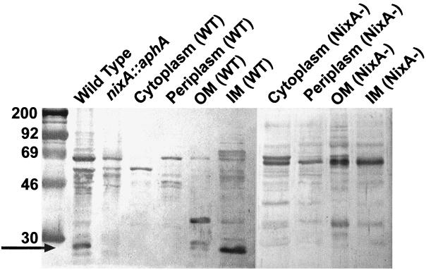 FIG. 1