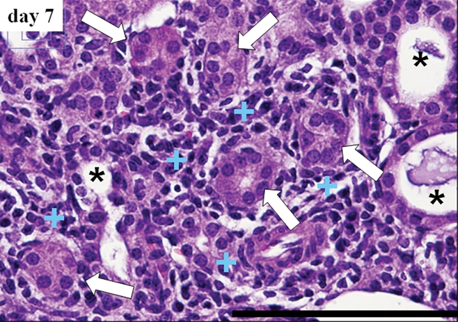 Figure 3b: