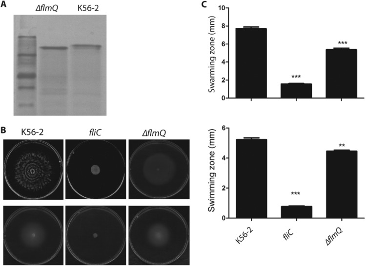 FIG 3 