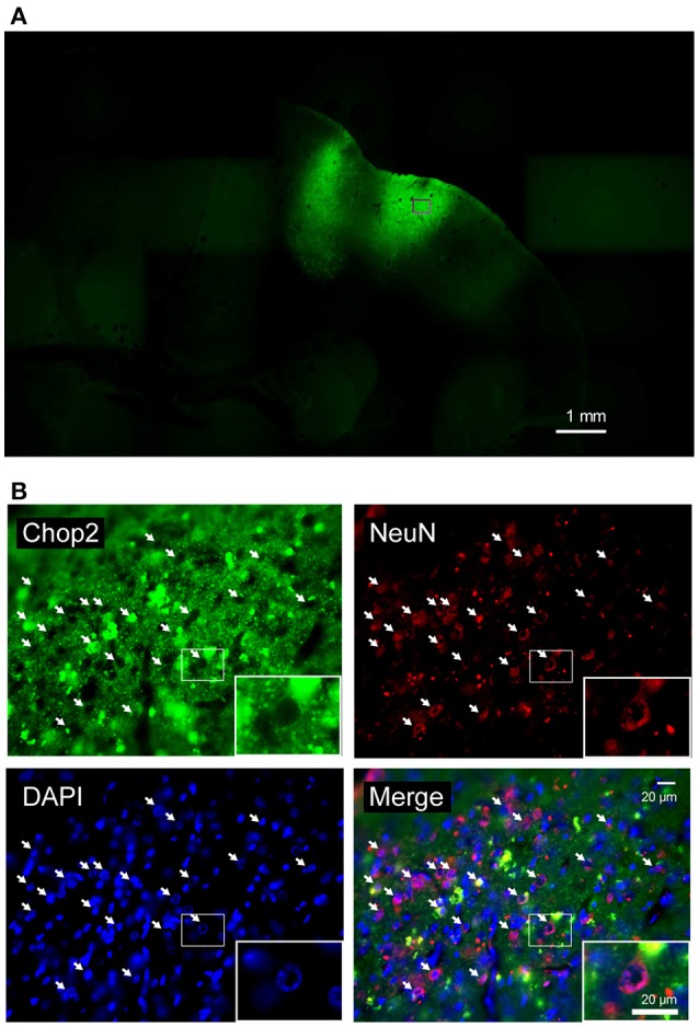 Figure 2