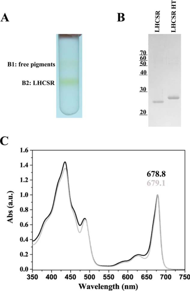 FIGURE 9.