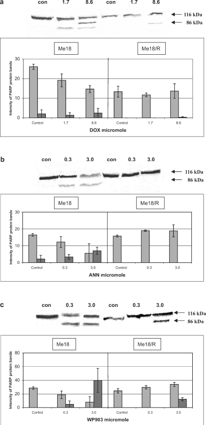 graphic file with name 5_2007_Article_18_Fig3.jpg