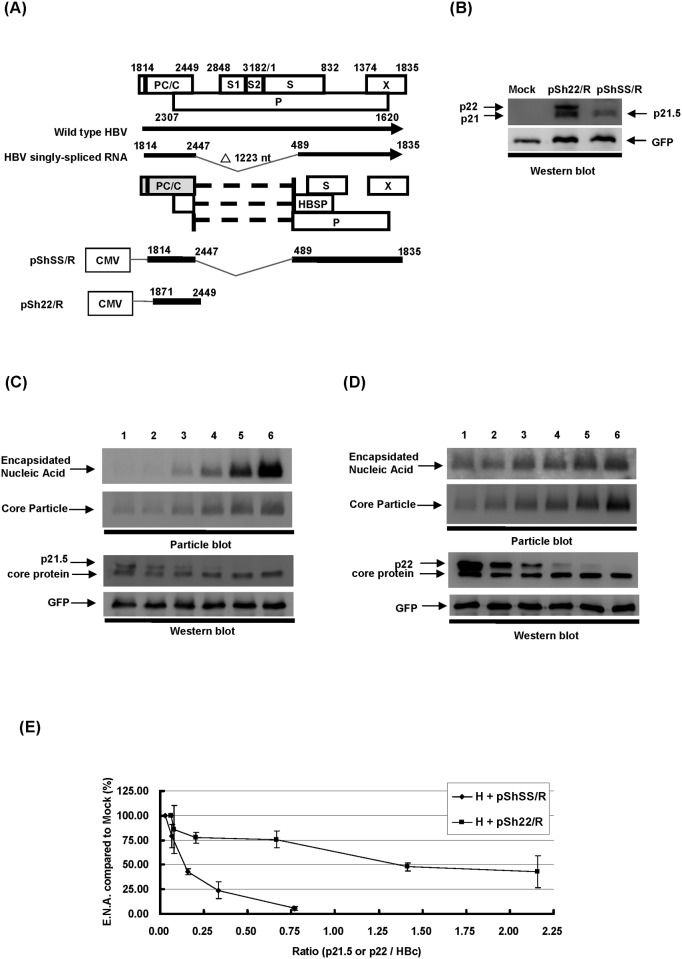 Fig 5