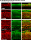 Figure 1—figure supplement 2.