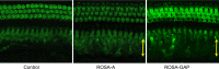 Figure 5—figure supplement 1.