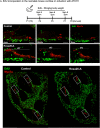 Figure 2—figure supplement 1.