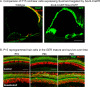 Figure 4—figure supplement 1.