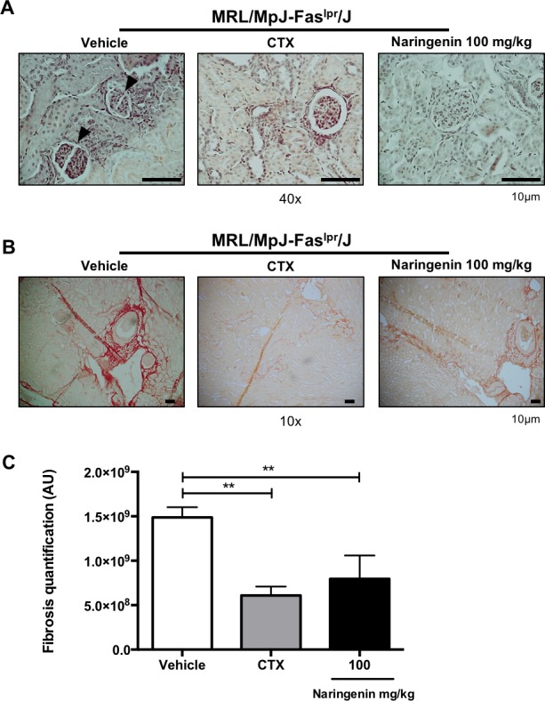 Fig 5