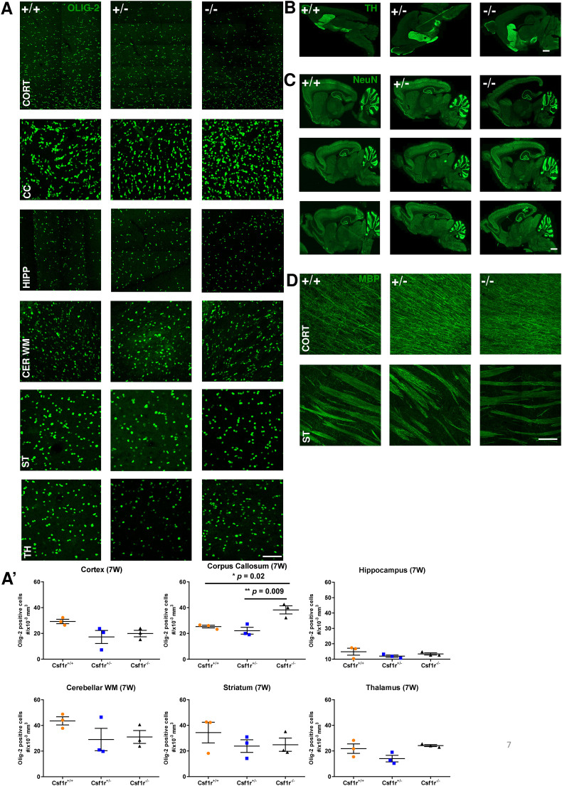 Supplementary Fig. S1