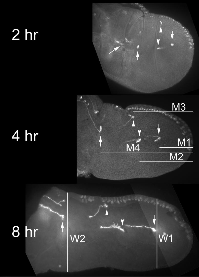 Fig. 2