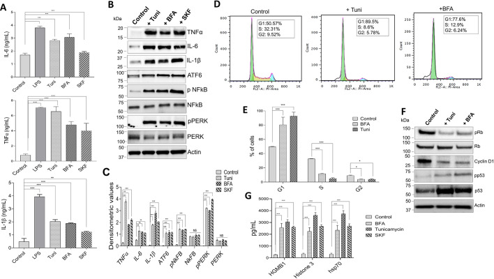 Fig. 6. ER stress induces macrophages to produce mature pro-inflammatory cytokines. (A) Raw 264.7 macrophages were treated with DMSO or 10 µM of ER stress inducers Tuni, BFA or SKF for 12 h. Levels of pro-inflammatory cytokines IL-6, TNFα and IL-1β in cell supernatants were measured using ELISA. LPS was used as a positive control. (B) Representative immunoblots showing expression levels of UPR pathway proteins and NF-κB in cell extracts from Raw 264.7 macrophages treated with ER stress-inducing drugs or DMSO. (C) Quantification of densitometric values (mean±s.d.) from bands as shown in B. (D) Typical DNA content frequency histograms representing Raw 264.7 cells treated with DMSO, Tuni or BFA. The cells were stained with PI and fluorescence was measured. (E) Percentage of cells in each cell phase for the treatment groups as shown in D. (F) Representative immunoblots showing expression levels of cell cycle proteins in cell lysates from Raw 264.7 macrophages treated with 10 µM Tuni or BFA for 12 h. (G) ELISA results showing increased expression of HMGB1, Hsp70, and histone 3 when Raw 264.7 macrophages were treated with DMSO, Tuni, BFA or SKF. Data are representative of three independent experiments. *P<0.05, **P<0.01, ***P<0.001 by one-way ANOVA test; NS, non-significant. The data shown are representative of three independent experiments.